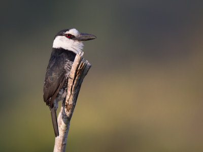 white-necked puffbird(Notharchus hyperrhynchus)