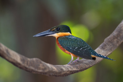 green-and-rufous kingfisher(Chloroceryle inda)