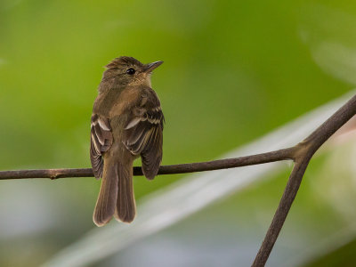 euler's flycatcher(Lathrotriccus euleri )