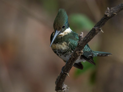 green kingfisher(Chloroceryle americana )