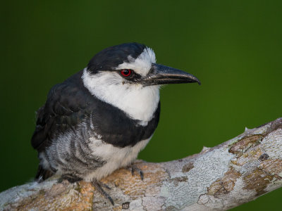 white-necked puffbird(Notharchus hyperrhynchus)
