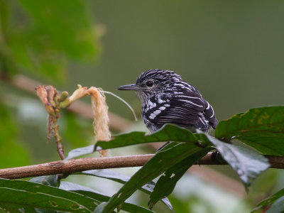 amazonian streaked antwren(Myrmotherula multostriata)