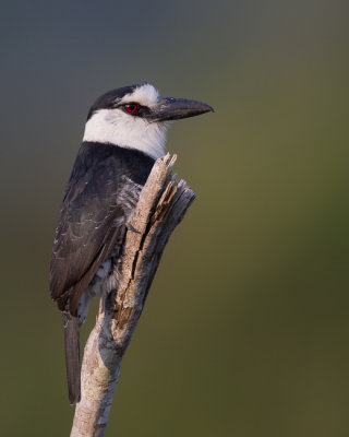 white-necked puffbird(Notharchus hyperrhynchus)