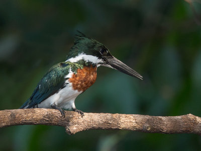 amazon kingfisher(Chloroceryle amazona)
