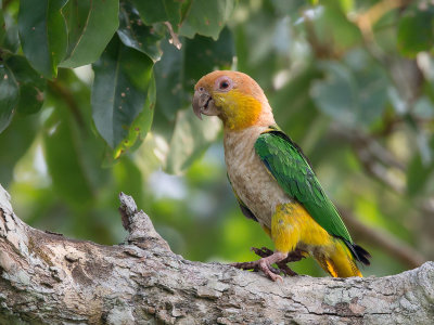 white-bellied parrot(Pionites leucogaster)