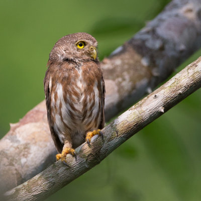 amazonian pygmy-owl(Glaucidium hardyi)