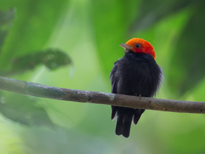 red-headed manakin(Dixiphia rubrocapilla)