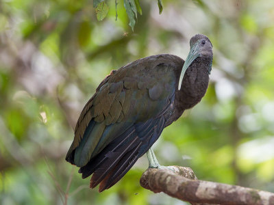 green ibis(Mesembrinibis cayennensis)