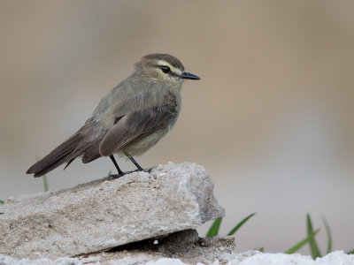drab water-tyrant(Ochthornis littoralis)