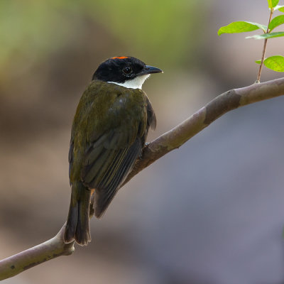 flame-crested manakin(Heterocercus linteatus)