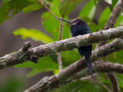 paradise jacamar<br><i>(Galbula dea)</i>