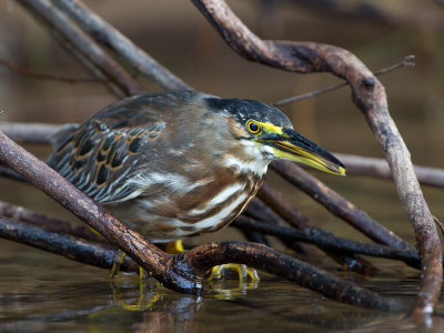 striated heron(Butorides striata)