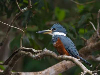 ringed kingfisher(Megaceryle torquata)