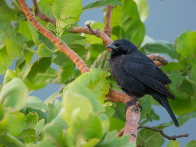 chopi blackbird<br><i>(Gnorimopsar chopi)</i>
