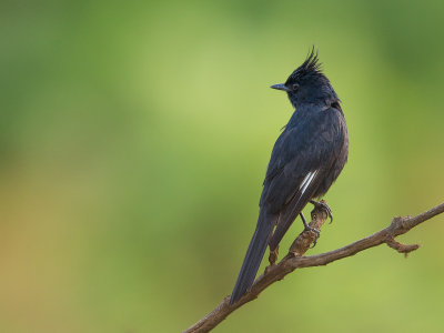 crested black tyrant(Knipolegus lophotes)