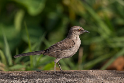 chalk-browed mockingbird(Mimus saturninus)