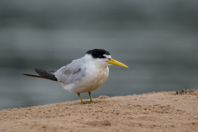 large-billed tern(Phaetusa simplex)
