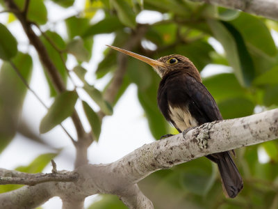 brown jacamar(Brachygalba lugubris)
