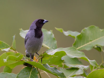 black-faced tanager(Schistochlamys melanopis)