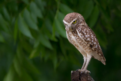 burrowing owl(Athene cunicularia)