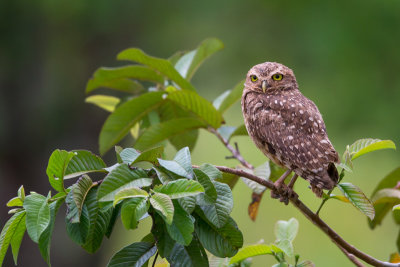 burrowing owl(Athene cunicularia)