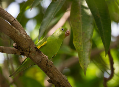  yellow-chevroned parakeet(Brotogeris chiriri)