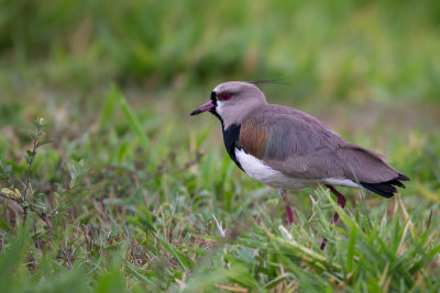 southern lapwing(Vanellus chilensis)