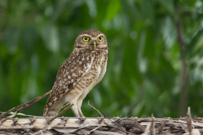 burrowing owl(Athene cunicularia)