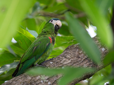 red-shouldered macaw(Diopsittaca nobilis)