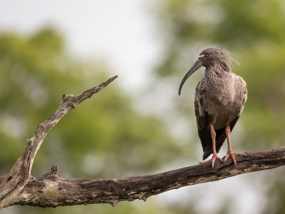 plumbeous ibis(Theristicus caerulescens)
