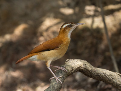pale-legged hornero(Furnarius leucopus)
