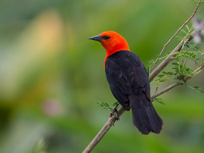 scarlet-headed blackbird(Amblyramphus holosericeus)