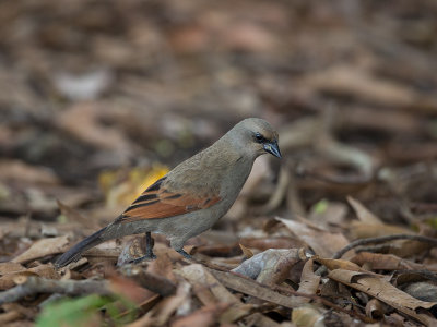 bay-winged cowbird(Agelaioides badius)