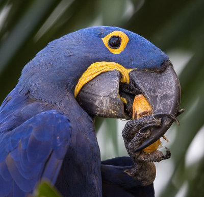 hyacinth macaw(Anodorhynchus hyacinthinus)