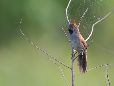 cinereous-breasted spinetail(Synallaxis hypospadia)