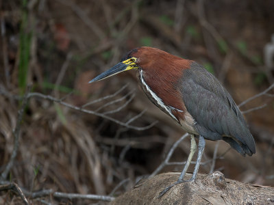 rufescent tiger-heron(Tigrisoma lineatum)
