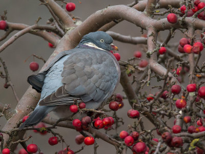 commom wood pigeon(Columba palumbus, NL: houtduif)