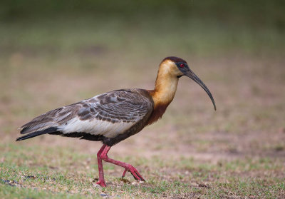 buff-necked ibis(Theristicus caudatus)