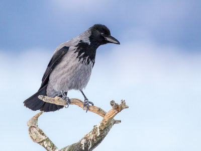 hooded crow(Corvus cornix)