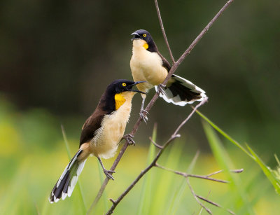 black-capped donacobius(Donacobius atricapilla)