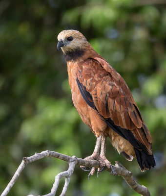 black-collared hawk(Busarellus nigricollis)