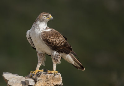 Bonelli's eagle (Hieraaetus fasciatus)