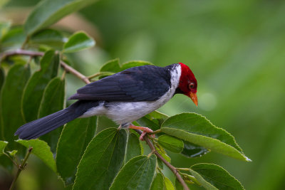 yellow-billed cardinal(Paroaria capitata)