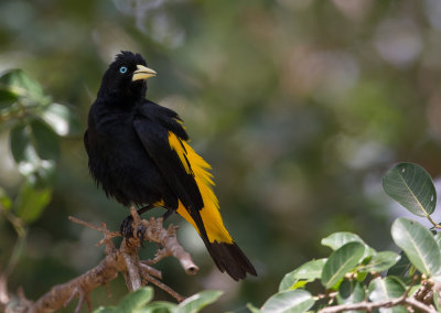 yellow-rumped cacique(Cacicus cela)