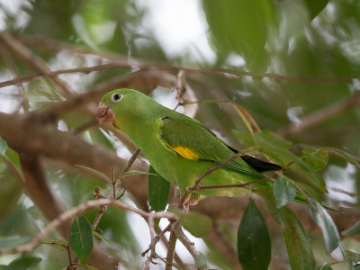 yellow-chevroned parakeet(Brotogeris chiriri)