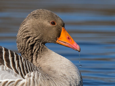greylag goose(Anser anser, grauwe gans)