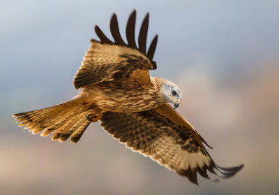 red kite (Milvus milvus)