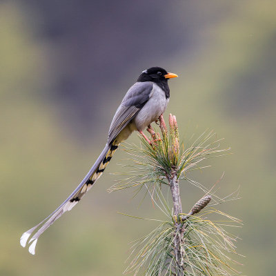 yellow-billed blue magpie(Urocissa flavirostra)