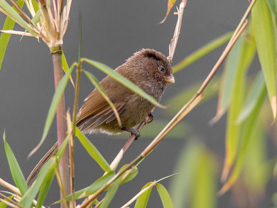 brown parrotbill(Paradoxornis unicolor)