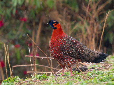 BHUTAN